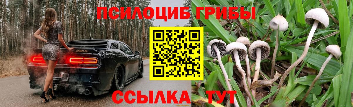Курган  продажа наркотиков  Вход с VPN  Псилоцибиновые грибы мухоморы  Псилоцибиновые грибы прущие грибы 